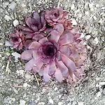 Gstoderblick בית אירוח Seebach (Styria)