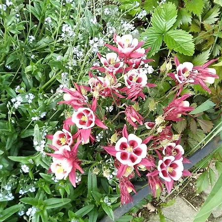 Gstoderblick Alloggio in famiglia