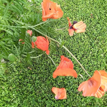 Ubytování v soukromí Gstoderblick Seebach (Styria)