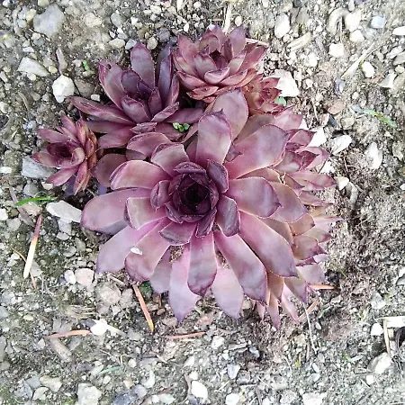 Gstoderblick Alloggio in famiglia Seebach (Styria)