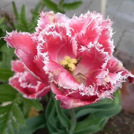 منزل للإقامة Gstoderblick