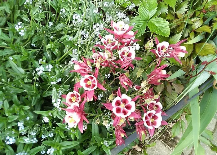 Gstoderblick Homestay