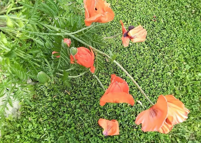 Homestay Gstoderblick Seebach (Styria)