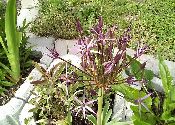 Homestay szállás Gstoderblick