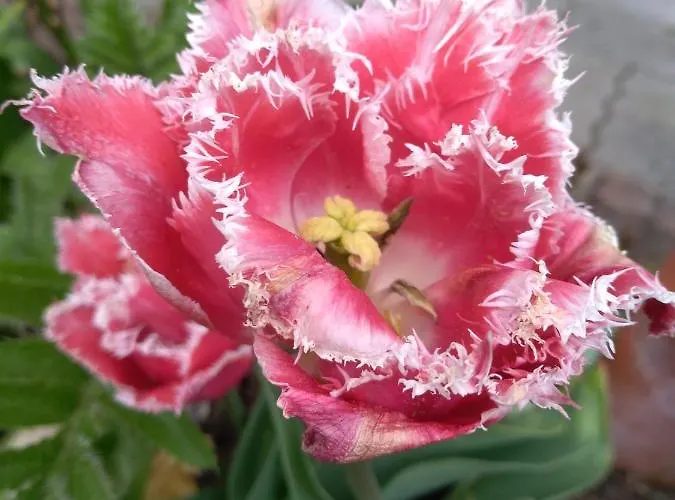 Homestay szállás Gstoderblick