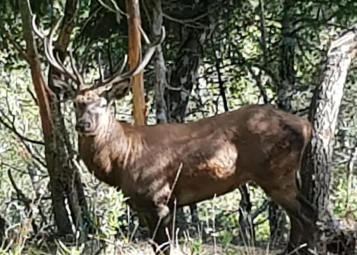 Homestay szállás Gstoderblick
